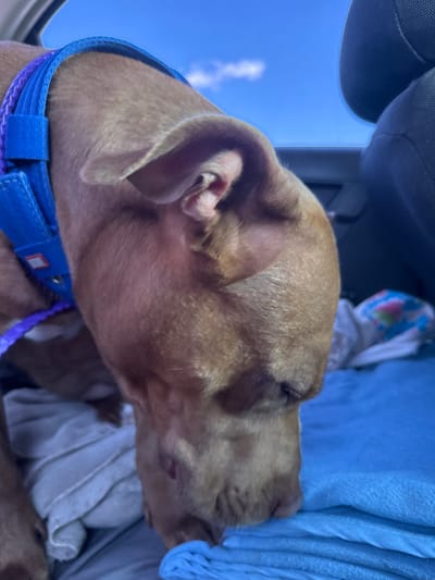 A brown dog wearing a blue and purple harness is inside a vehicle. The dog's head is lowered, and its snout is near some blue and white fabric. In the background, the sky is visible through the vehicle's windows. The scene is likely in the city of Прилиманське, Ukraine.