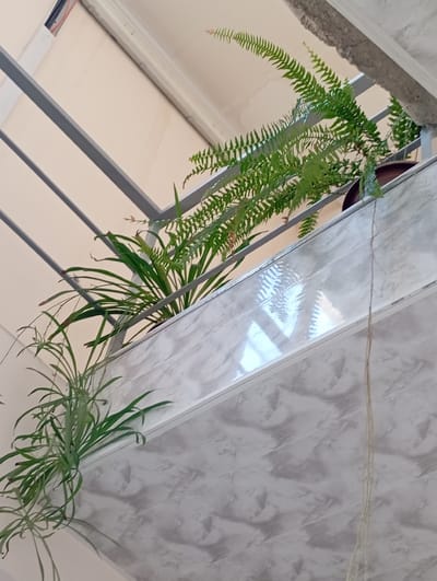 The image shows a view from below, looking up at plants on an elevated level. Two types of plants are visible: one with feathery, green fronds, resembling a fern, and another with long, slender, arching leaves, possibly a spider plant. Both plants are in pots. The fern is in a dark brown pot, partially obscured by its foliage. The spider plant appears to be in a lighter colored pot, also mostly hidden.
The plants are positioned on what appears to be a balcony or a similar structure with a railing. The railing consists of grey, parallel metal bars. Below the plants, there is a surface covered with a material that has a light grey and white marbled pattern. This surface is angled and reflects light, indicating it might be a wall or a ceiling.
In the background, above the railing, a light-colored ceiling or wall is visible. Part of a concrete structure is present at the top right of the image, showing some rough texture.
The scene is lit by natural light, casting shadows. There are no people or animals visible in the image. The setting suggests an indoor or semi-outdoor area, possibly a residential building or a commercial space with plants for decoration. The image does not provide specific visual cues to pinpoint the exact location within the city of Ararat, Armenia.