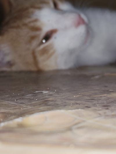 The image shows a close-up, out-of-focus view of an orange and white cat lying on a textured surface. The cat's head is visible in the upper part of the frame, with its eyes closed and its fur appearing soft. The surface it is resting on is a brown, possibly wooden, material with a ribbed texture. There are small specks of debris scattered on this surface. The lighting suggests an indoor environment. There is no information in the image to indicate the location in the city of Ucrainca, Moldova.
