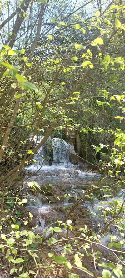 The image depicts a waterfall cascading over rocks, partially obscured by tree branches with green leaves. The location is likely near the Бачковски манастир in Bulgaria, suggested by the natural environment. The water is flowing rapidly, creating a blurred effect. The surrounding vegetation is dense and lush. The lighting suggests it's daytime, with sunlight filtering through the trees.