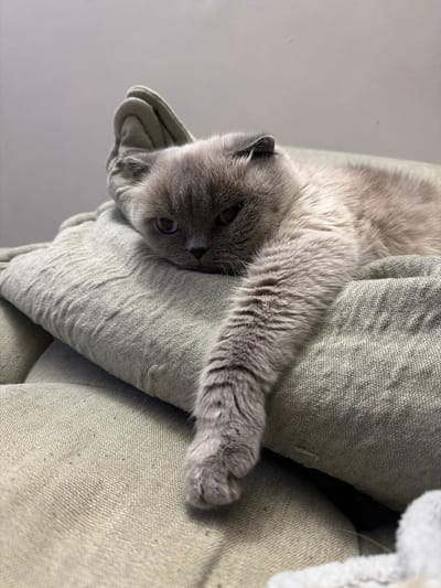 A Scottish Fold cat with grey fur and dark eyes is lying on a folded grey blanket. The cat's body is mostly hidden by the blanket, but its head and one outstretched paw are visible. The cat appears to be resting or sleeping. The background is a plain, light grey wall. The image was taken indoors, likely in a home setting. The specific location in Ephrata, United States of America, cannot be determined from the image alone.