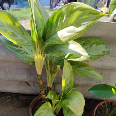 The image shows a close-up view of a houseplant with large, variegated green and white leaves, potted in a brown pot. The plant has a segmented, greenish-brown stem. In the background, a concrete ledge is visible, and beyond that, a blurred outdoor scene with grass, a vehicle wheel, and some indistinct structures, suggesting an urban or suburban setting. The lighting indicates it is daytime with direct sunlight. The location is identified as Ovidiopol, Ukraine.
