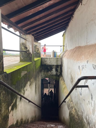 The image depicts an interior perspective within Reis Magos Fort, Reis Magos, Goa, India. The scene is bisected by architectural elements, showcasing an elevated outdoor platform and a descending interior stairwell.

In the foreground, a dark, concrete stairwell descends, with visible steps and rusty metal handrails on both sides. The stairwell walls are discolored, showing signs of dampness and peeling paint. At the bottom of the stairwell, two indistinct, silhouetted human figures are visible near a dark metal gate, appearing to move away from the viewer.

The mid-ground consists of a transitional area with a prominent concrete ledge covered in bright green moss on the left. Vertical concrete pillars, also stained and weathered, support a wooden roof structure with dark horizontal beams. Metal bars extend horizontally between these pillars.

Beyond this transition, an elevated outdoor platform or rooftop area is visible under an overcast sky. On this platform, three individuals are present. A man with a beard, wearing a red t-shirt and light shorts, stands with his back partially to the viewer, holding a small object in his right hand. To his left, a young girl in a patterned light-colored dress stands near him. A third person, wearing a light top, is partially visible further to the right, behind a wall. A cylindrical blue and silver container is also visible on this platform near the railing. The overall environment indicates an aged, robust stone or concrete structure with significant weathering.