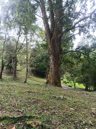 The image displays a wooded, sloping terrain located in Tây Ninh, Vietnam. A large, multi-trunked tree with dark brown, textured bark and a dense green canopy dominates the right half of the scene. To its left and extending into the background, multiple other trees of varying sizes with green foliage and lighter-colored trunks are present. The ground in the foreground and mid-ground is covered with green grass, scattered dry leaves, and small moss-covered rocks, sloping downwards towards the mid-ground. A dark-colored, paved road or path is discernible curving through the lower mid-ground, descending between the trees. The sky, partially visible through the tree canopy, appears bright and overcast, illuminating the scene evenly. No individuals, animals, or specific man-made structures, other than the described road, are visible.