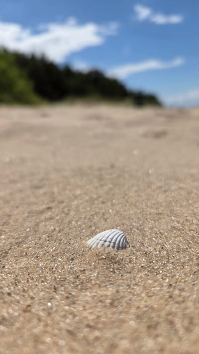 A white seashell is partially buried in damp sand on a beach. The sand has a granular texture and sparkles under the sunlight, with many small, out-of-focus circles of light in the foreground. In the background, a line of dark green trees forms a blurred horizon against a bright blue sky with scattered white clouds. The image is taken from a low angle, emphasizing the texture of the sand and the single seashell. The location is identified as Gauja, Latvia. There are no people or animals visible in the image.