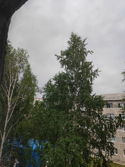 The image depicts an overcast sky above a residential building and several trees in Nefteyugansk, Russia. In the foreground, on the left, a portion of a dark, vertical structure, possibly a window frame or balcony edge, obscures the view. To the right of this structure, several trees with light-colored bark and dense green foliage are visible. The central and right portions of the image show a multi-story building constructed with grey concrete blocks and featuring numerous windows, some with white frames. The building's roof is visible, covered with grey material. The trees are positioned in front of the building, with their branches and leaves partially obscuring its facade. The overall scene suggests an outdoor urban environment under cloudy weather conditions.
