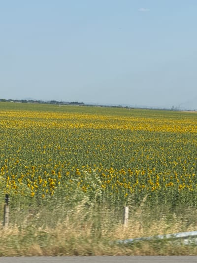 The image displays a vast field of sunflowers stretching towards the horizon under a clear, pale blue sky. The sunflowers, with their bright yellow petals and dark centers, are densely packed across the landscape, creating a vibrant yellow expanse. In the distance, a line of trees and industrial structures, possibly smokestacks, are visible. A road runs along the bottom of the frame, and the foreground is blurred with dry grass and a fence post. The overall impression is of a rural, agricultural setting, likely in the countryside surrounding Загорци, Bulgaria, during a sunny day.