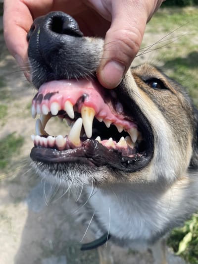 A close-up, eye-level outdoor shot shows the open mouth of a medium-sized dog. The dog's muzzle is being held open by a human hand, revealing its teeth and gums. The dog's nose is visible at the top left of the frame. Its teeth are sharp and white, with some yellowing present. The gums are pink with dark spots. The dog's fur is a mix of brown, black, and white. The background is blurred and appears to be a grassy or dirt area with some green foliage. The image is well-lit, with natural sunlight casting shadows. No specific location within Ivankovychi, Ukraine is discernible from the image.