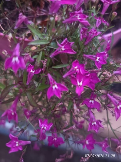 The image shows a close-up of a plant with numerous small, vibrant purple flowers, each with a white center. The flowers have a delicate, bell-like shape with five petals that spread outwards. Green leaves and stems are visible throughout the plant. The background is out of focus and appears to be a mixture of dark and lighter tones, suggesting an outdoor setting. A date and time stamp, "07/07/2026 21:28," is present in the bottom right corner of the image. There are no people or animals visible in the image, and no specific landmarks of Eastbourne, United Kingdom, are identifiable.