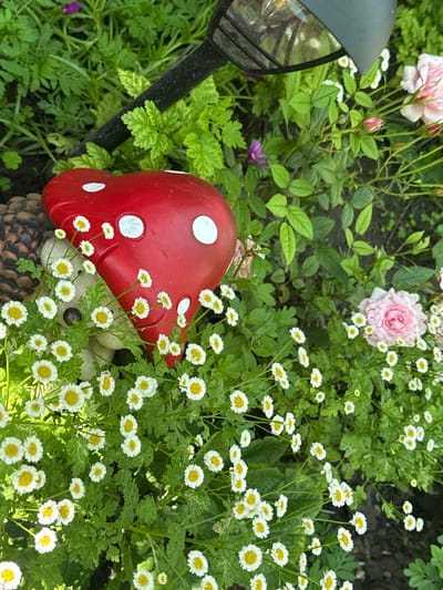 In a garden in Veselina, Bulgaria, a whimsical red mushroom figurine with white polka dots sits amongst small white and yellow flowers and lush green foliage. To the left of the mushroom, a decorative garden ornament resembling a hedgehog peeks out. In the background, a pink rose bush with multiple blooms and buds adds a touch of color, and a black outdoor light fixture is partially visible at the top. The scene depicts a charming, garden setting.