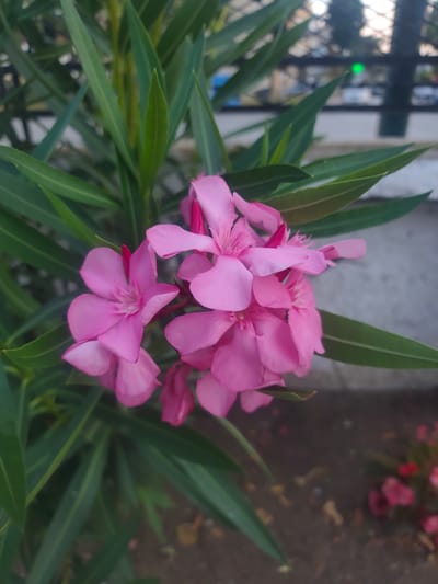 A close-up, vertical, eye-level shot focuses on a cluster of bright pink oleander flowers, also known as Nerium oleander, set against a backdrop of lush green leaves. The flowers are the primary subjects, with their delicate, five-petaled blooms taking center stage. Some of the flowers are fully open, revealing their intricate centers, while others are still budding, showcasing vibrant pink tips. The leaves are long and lance-shaped, typical of the oleander plant, and they form a dense foliage that partially obscures the background.
The background is softly blurred, suggesting the photo was taken outdoors during the day. Hints of a fence and what appears to be a street or pathway can be discerned, along with indistinct shapes that might be distant buildings or vehicles. A small, bright green circular light is visible in the upper right portion of the background, possibly an indicator light or a reflection. The ground beneath the plant is a mixture of earth and gravel, with a few fallen leaves. The overall impression is one of natural beauty, with the vibrant pink flowers providing a striking contrast to the green foliage. There is no visible text in the image. The setting appears to be a garden or roadside area, likely in a warm climate given the nature of the oleander plant, which thrives in Mediterranean regions like Nea Raidesos, Greece.
