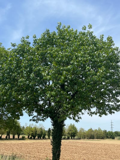 A large, leafy oak tree dominates the foreground of this outdoor shot, its dense canopy casting shadows over a brown, tilled field. The tree's trunk is covered in ivy. In the background, a line of smaller trees forms a natural border against a clear blue sky dotted with wispy clouds. Further in the distance, a solitary electrical tower stands against the horizon, hinting at a rural or semi-rural setting. The image was captured in Castiglione delle Stiviere, Italy.