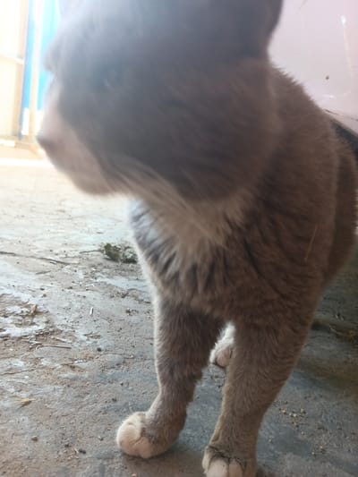 The image shows a close-up, low-angle shot of a grey cat's head and front paws. The cat is standing on a textured, grey surface that appears to be concrete or pavement, with some dirt and debris scattered around. In the background, a bright, out-of-focus area suggests an opening or a well-lit space, possibly with blue vertical elements. The cat's fur is short and appears to be a solid grey color, with lighter fur on its chest and paws. The focus is sharpest on the cat's paws, while its head is slightly blurred. The scene is outdoors, and the lighting suggests it's daytime. There are no people or other animals visible in the frame. There is no information in the image to suggest this location is in Tbilisskaya, Russia.