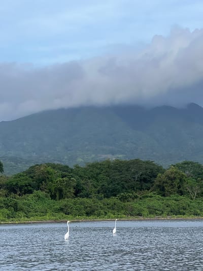 Two great egrets stand in the shallow water near the shore of a lake. Behind them, a dense line of lush green trees and vegetation forms the backdrop. In the distance, a large, mist-shrouded mountain dominates the horizon, with cloudy skies overhead. This is likely a scene from the coast of Lake Nicaragua near Altagracia, Nicaragua.