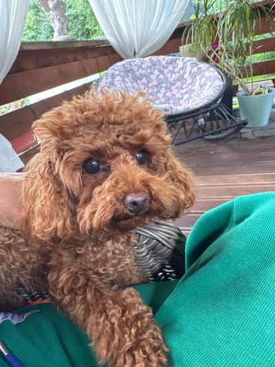 A brown poodle is sitting on a wooden deck, partially obscured by a green garment. The poodle has dark eyes and curly fur. In the background, there is a round chair with a patterned cushion, potted plants, and white curtains. A small statue of a winged figure is visible on a shelf above the deck. The scene appears to be outdoors. The image does not provide any specific indicators to determine its location in Bersenevka, Russia.