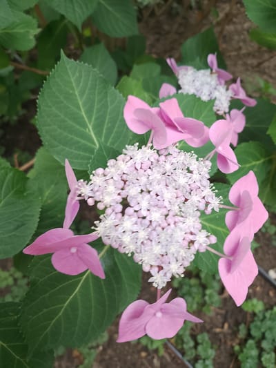 The image shows a close-up view of a cluster of pink and white hydrangea flowers. The flowers are in bloom and are surrounded by large green leaves. The background is out of focus and appears to be a garden setting. The image does not provide any information about its location in the city of Rheda-Wiedenbrück, Germany, nor does it show any people or specific actions. The scene is static and focuses solely on the botanical subject.