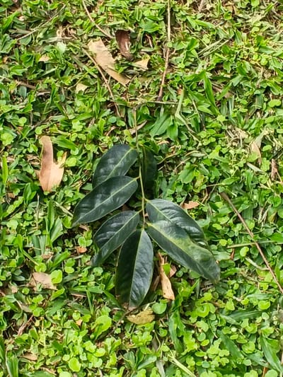 A verdant lawn hosts a fallen branch with dark green, oblong leaves. Several leaves are attached along the length of the branch. Interspersed amongst the green grass are patches of clover and scattered brown, dried leaves. The scene is captured from an overhead perspective, showcasing the natural textures and colors of the vegetation.