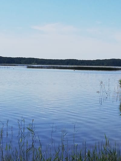 The image depicts a tranquil lake scene under a clear blue sky with a few wispy clouds. The foreground is dominated by the calm, blue water, with reflections of tall, green reeds visible along the shoreline. These reeds are partially submerged in the water, creating a natural border between the land and the lake. In the mid-ground, the water extends towards a dense, dark green treeline that forms the horizon. This treeline appears to be a forest, creating a solid band of vegetation against the sky. There are no discernible people or structures in the image. The overall impression is one of natural beauty and serenity. The location of Перабродскі сельскі Савет, Belarus, is noted.