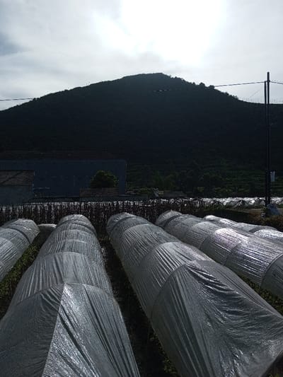 The image displays an agricultural landscape in Salai Har Htan, Myanmar. In the foreground, numerous parallel, elongated tunnel structures covered with reflective, crinkled silvery-grey sheeting extend across a dark ground surface. Behind these covered rows, a field of darker, dense vegetation is visible, bordered by a partial light blue building with a dark roof on the left. A black utility pole with an overhead power line is situated on the right side of the midground. The background is dominated by a large, dark green, tree-covered mountain rising sharply against a bright, overcast sky. No people are present.