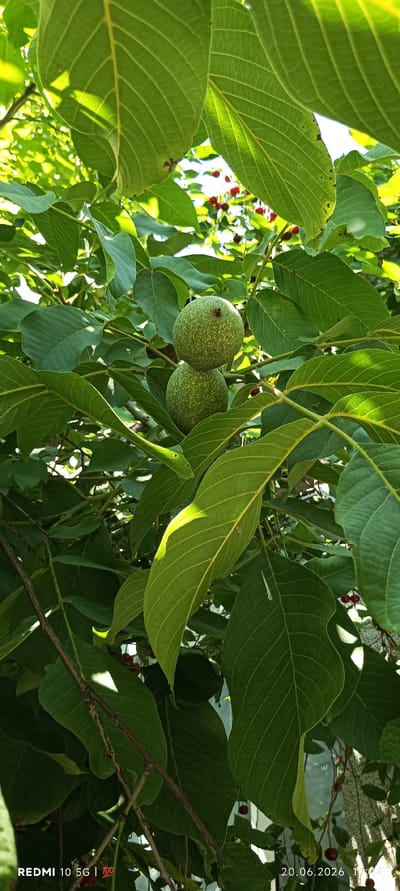 In the city of Zaamin, Uzbekistan, two unripe walnuts hang suspended on a branch amidst lush green foliage. The walnuts are a speckled green, with one positioned directly above the other. The surrounding leaves are large and veined, with some catching the sunlight and appearing lighter in hue. The background is a blur of more greenery and hints of red berries on thinner branches. The image appears to be taken outdoors, likely in a garden or orchard, with natural light filtering through the leaves.