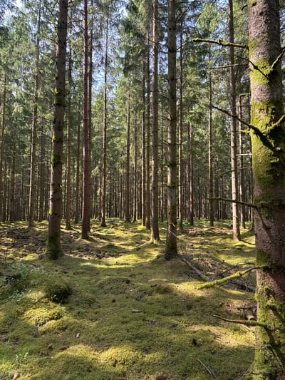 The image displays a sun-dappled conifer forest, likely spruce or pine, located in Vessigebro, Sweden. Numerous tall, slender tree trunks rise vertically, creating a dense and seemingly endless corridor into the distance. The forest floor is entirely covered by a thick, vibrant green moss, giving it a soft, undulating texture.
Bright sunlight filters through the tree canopy, casting distinct, long shadows across the mossy ground. These sunbeams illuminate patches of the moss and tree trunks, suggesting either morning or late afternoon. Gaps in the dense canopy reveal glimpses of a clear, blue sky. The overall atmosphere appears tranquil and natural.
There are no people or animals visible, and no specific activity is taking place. The scene is static, capturing the quiet beauty of the forest. Small, fallen branches and pine cones can be observed amidst the moss. No visible text is present in the image.
