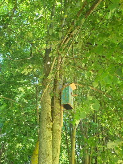 A low-angle outdoor shot captures a birdhouse mounted on a tree trunk in a lush, green forest. The birdhouse, painted a weathered teal with a light brown roof and a black bottom, hangs on the right side of the frame. Sunlight filters through the dense canopy of leaves, casting dappled shadows. The trees are tall and slender, with rough, textured bark that appears to be covered in moss in places. The overall scene is one of natural tranquility, suggesting a peaceful woodland setting within the Дубровенскі сельскі Савет region of Belarus.