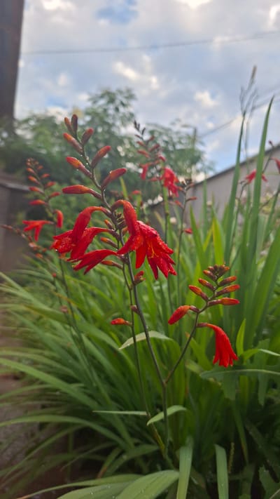The image showcases a close-up view of red flowers, possibly Crocosmia, with delicate water droplets clinging to their petals, suggesting recent rain or dew. The flowers are arranged on thin, dark stems, with many buds also visible, indicating a blooming stage. Behind the flowers, lush green foliage creates a natural backdrop. In the upper left quadrant of the image, a cloudy sky with patches of blue is visible, hinting at overcast or partly cloudy weather. The overall impression is one of a garden scene, possibly in the morning or after a rainfall. The focus is on the vibrant red of the flowers against the soft green and the muted tones of the sky. There is no visible text in the image.