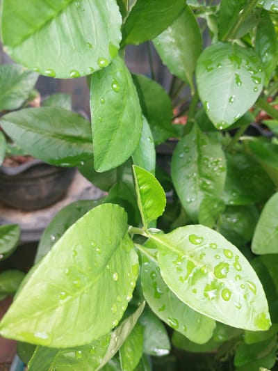 A close-up, high-angle shot captures the glossy green leaves of a plant, glistening with water droplets. The leaves are arranged in a cluster, with some overlapping. The background is blurred, revealing hints of other foliage and what appears to be a dark pot. The lighting suggests an outdoor environment, possibly after rain. This image was taken in Jelutung, Indonesia.
