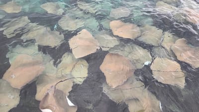 The image shows a top-down view of a school of stingrays swimming in shallow, clear water. The stingrays are predominantly tan and brown, with some lighter colored individuals. Their bodies are flat and diamond-shaped, characteristic of their species. They are closely packed together, creating a mesmerizing pattern on the seabed, which appears to be sandy and dark in places.
The water is a mix of turquoise and darker shades, indicating varying depths and possibly the presence of shadows. Ripples on the water's surface distort the view of the stingrays below, creating a shimmering effect. Some stingrays are partially obscured by others, and their fins are in various states of movement, suggesting they are actively swimming or gliding. There are no people visible in the frame.
The scene is likely set in a tropical location given the clear, warm-looking water and the presence of stingrays. The angle suggests the photo was taken from a boat or a slightly elevated position looking down. The overall impression is one of natural beauty and abundant marine life. There is no visible text in the image.