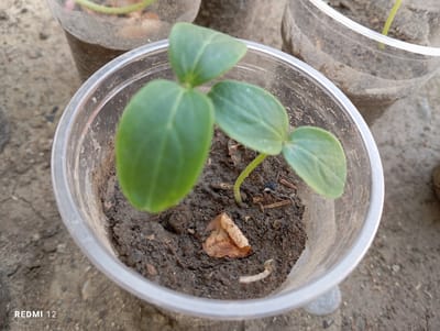 In the city of Semetey, Kyrgyzstan, a young plant seedling with three green leaves is growing in a clear plastic cup filled with dark soil. The seedling's stem is light green and it is positioned in the center of the cup. A small, dried brown leaf rests on the soil near the seedling. The plastic cup is transparent, allowing the soil and roots to be partially visible. The cup itself is slightly scuffed and shows signs of dirt accumulation. The background consists of dry, sandy ground with a few scattered small stones. To the left and right of the central cup are parts of other similar plastic cups, also containing soil and a seedling, suggesting a collection of young plants being cultivated. The overall lighting is natural and appears to be from an overhead source, casting subtle shadows. The image is taken from a slightly elevated, close-up perspective. The bottom left corner of the image displays the text "REDMI 12".