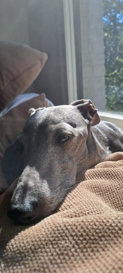 This is a close-up, eye-level, vertical, medium shot of a grey Italian Greyhound resting on a textured brown blanket. The dog's head is slightly tilted, with its eyes open and looking towards the camera. Sunlight is illuminating the dog's face and body from the right, casting shadows and highlighting the texture of its fur and the blanket. In the background, out of focus, are pillows and a window with sunlight streaming through, revealing greenery and a blue sky. The setting appears to be indoors, likely a living space in Hässelby, Sweden, based on the context provided. The overall mood is peaceful and relaxed, with the dog enjoying a sunbath.