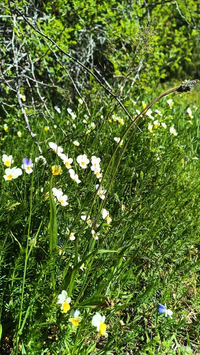 The image depicts a close-up view of a wildflower meadow, likely located in a natural area. The dominant vegetation includes low-growing green plants with needle-like foliage and a variety of small wildflowers, primarily white and yellow. There are a few wildflowers with a bluish hue scattered among the others. In the background, there is a dense area of green foliage, along with some exposed branches from a bush or small tree. There are no people visible in the image. The scene suggests a natural environment with a focus on wildflowers and green vegetation. The location of Sini Vrah, Bulgaria is only speculative.