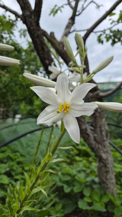 The image depicts a close-up, vertical shot of a white lily flower with bright yellow stamens in bloom. Several unopened lily buds are visible on stalks surrounding the open flower, as well as a long, white, unopened bud in the upper left corner. The flower and buds are set against a blurred background of green foliage, a tree trunk with rough bark, and a cloudy sky. A dark, curved pipe is visible in the mid-ground, running horizontally behind the plant. The scene appears to be an outdoor garden setting, possibly in the village of Mirnovskoye rural settlement, Ukraine. There are no people or animals present in the image.