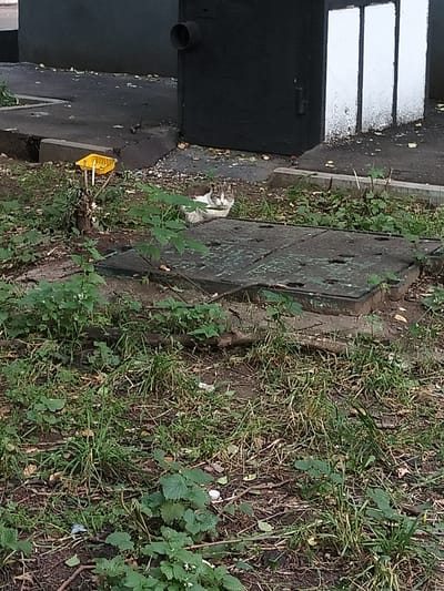 An outdoor, ground-level shot features a tabby cat resting on a metal grate. The cat is lying on its side, with its head turned towards the viewer, and its eyes are open. The grate is situated in an overgrown area, with various plants and weeds surrounding it. In the background, a black, cylindrical structure with a pipe protruding from its side is visible, along with a portion of a building with white rectangular panels. A yellow plastic object, possibly a small feeder or dispenser, stands on a stick to the left of the grate. The scene appears to be in an urban environment, given the presence of the building and the grate, which likely covers a utility access point. The overall impression is one of a common urban landscape with wildlife present.