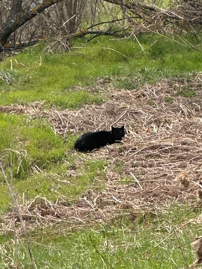 A black cat is sitting in an area of tall, dry grasses and green foliage. The scene also includes the branch of a tree on the left side of the image. The location is unknown.