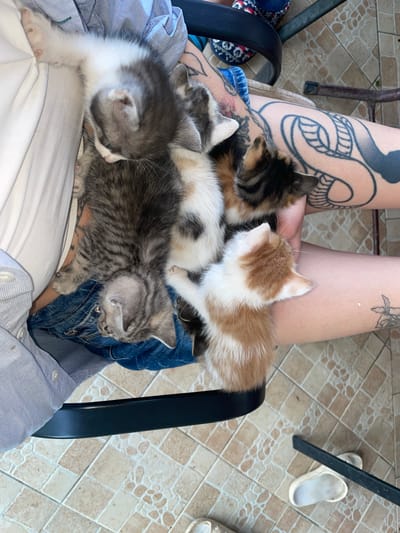 A close-up, high-angle shot captures a person sitting in what appears to be a covered outdoor area or indoor space in Danilovgrad, Montenegro, with several young kittens nestled on their lap. The person's legs and lower torso are visible, adorned with tattoos, including a large, dark serpentine design on the left upper thigh and a fainter, smaller tattoo on the right. They are wearing light blue denim shorts or jeans over a white undergarment, topped with a light blue collared shirt.

At least five small kittens of various colors are seen resting comfortably on the person's legs. One kitten with orange and white fur faces away from the camera, positioned on the right thigh. A calico or tortoiseshell kitten is visible towards the top center. Another kitten with black and white markings is seen near the center. Towards the left and bottom, a grey and white kitten and a grey tabby kitten are cuddled together, with the grey tabby appearing to sleep. The kittens are very young, suggesting a recent litter.

The background shows tiled flooring with a light brown and beige geometric pattern, typical of patios or indoor floors. Parts of furniture are visible: a black chair's armrest and leg frame the scene on the left and right, respectively, while a wooden chair leg is partially visible in the upper left. A pair of white slip-on sandals rests on the tiled floor in the upper right. The bright, even lighting suggests it is daytime. No visible text is present in the image. The overall impression is one of warmth and comfort, as the person provides a safe resting place for the kittens.