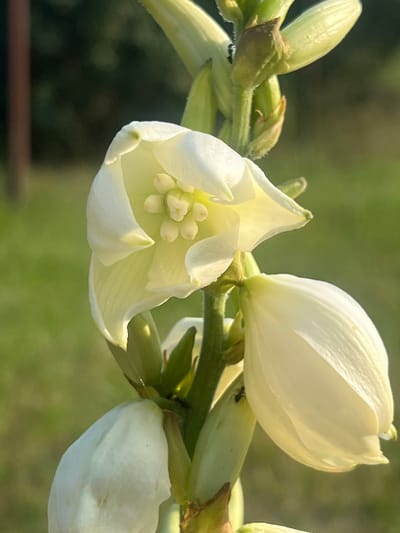 The image is a close-up photograph of a cluster of white yucca flowers. The flowers are predominantly white with some yellow undertones in the center. They are in various stages of bloom, with some fully open and others still developing buds. The stamens and pistils are visible in the open flower, forming a delicate structure. Tiny black ants are present on the stems and near the flowers, suggesting a natural outdoor setting. The background is softly blurred, with shades of green and dark brown, indicating foliage and possibly a wooden structure in the distance. The lighting suggests it is daytime, possibly morning or afternoon, with sunlight highlighting the textures of the petals. The scene appears peaceful and focused on the intricate details of the flowers and their inhabitants. There is no visible text in the image. The overall impression is one of natural beauty and the small wonders of the plant world.