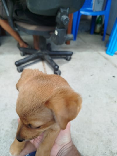 The image shows a close-up view of a light brown puppy being held by a person's hands. The puppy is looking down, with its eyes partially closed. Its ears are floppy and its fur is short. In the background, a person's legs are visible near the base of a black office chair with wheels. Further in the background, a bright blue plastic chair is visible, and a green bottle is on the floor next to it. The ground appears to be a light-colored, textured surface, possibly concrete or stone. The scene is outdoors, as indicated by the lighting and the outdoor furniture. There is no information in the image to suggest it is located in Oleksandriia, Ukraine.