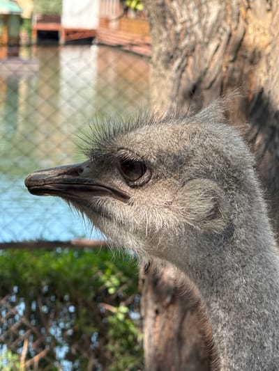 The image shows a close-up of the head and neck of an ostrich with light gray feathers and dark eyes. The bird's head is oriented downwards, and its beak is prominently visible. A fence is in the background. Behind the fence, trees can be seen. It is not possible to identify the location in Kenbulun, Kyrgyzstan.