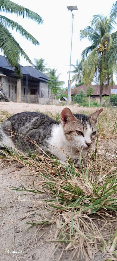 A tabby and white cat is resting in dry grass in front of a rural building with a palm tree and a solar-powered street light in the background. The scene is located in Tanjong, Indonesia. The cat is facing right, with its head slightly tilted. Its eyes are green and open. The cat has grey and white fur with black stripes. The background shows a building with a dark roof, a wooden fence, and several palm trees. The sky is overcast. The image was taken outdoors in daylight.