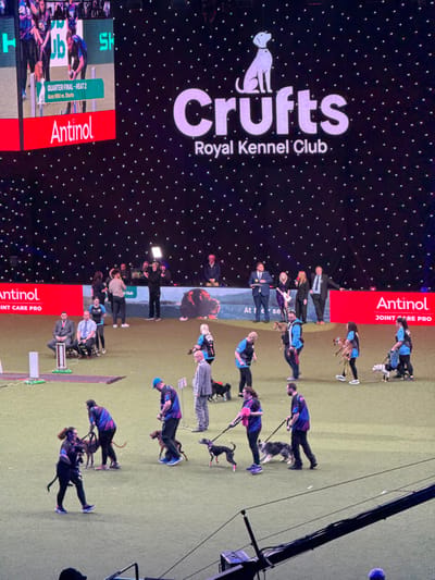 This image depicts a large-scale indoor canine competition, specifically "Crufts Royal Kennel Club," taking place at the National Exhibition Centre (NEC) in Marston Green, within the Metropolitan Borough of Solihull, United Kingdom.
The scene shows a spacious arena with a green, carpeted floor, resembling grass. On this floor, approximately 15 handlers are present with their dogs, primarily walking them on leashes. Many handlers wear matching athletic uniforms in blue, purple, and black, suggesting team participation. The dogs vary in breed, including sighthounds and a dog resembling a Border Collie. Two men in suits are seated on the far left of the green floor, observing, while another man in a grey suit stands further back, without a dog.
In the background, a massive LED screen displays "Crufts Royal Kennel Club" prominently in white text with a dog silhouette logo. The screen also features sponsor branding ("Antinol Joint Care Pro") and live competition details, indicating "QUARTER FINAL - HEAT 2 Aces Wild vs. Sharks." Below the main logo, a visual advertisement for the Royal Kennel Club with a dog image is visible.
Above the arena floor, a raised platform hosts about 10-12 individuals, including officials, presenters, and media personnel. Several individuals are dressed in suits, and one person is speaking into a microphone. A cameraman operates equipment on this platform. A large camera boom is partially visible in the lower right foreground, indicating professional broadcasting of the event. The overall environment is brightly lit and professionally set up for a major canine competition.