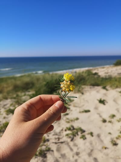 A human hand, with visible skin texture and fingernails, holds a delicate stalk with small yellow flowers and green leaves. The background is a blurred scene of a sandy beach with sparse green vegetation. Beyond the beach, a body of water, likely the sea, stretches towards the horizon, meeting a clear blue sky. The overall scene suggests a sunny day at a coastal location. The image is identified as being taken in Lesnoy, Russia.