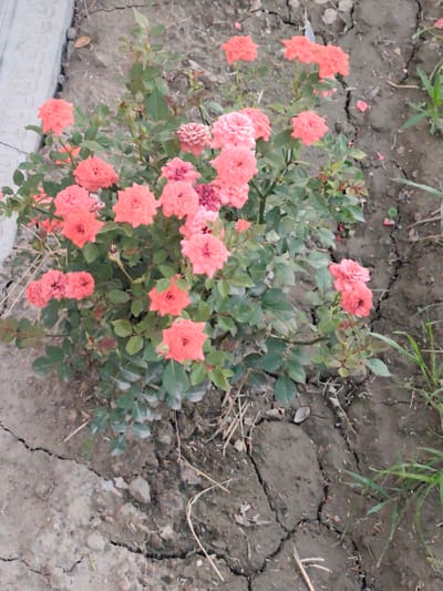 The image shows a cluster of small, pinkish-orange roses growing in dry, cracked soil. The roses are in full bloom, with multiple layers of petals. They are a vibrant color against the muted tones of the earth. The soil appears parched, with visible cracks indicating a lack of moisture. Some dry twigs and blades of grass are scattered on the ground. In the upper left corner, a portion of a textured, light-colored structure, possibly a decorative border or wall, is visible. The scene suggests an outdoor setting in a garden or uncultivated area. The lighting indicates it could be daytime, with natural light illuminating the flowers and ground. The overall impression is one of resilient beauty, with the delicate roses thriving despite the arid conditions of the soil. The location is Panjakent, Tajikistan.