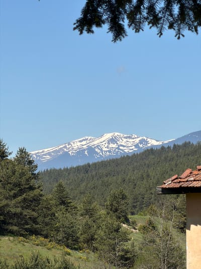 The image captures a mountain view from Avramovo, Bulgaria. The landscape features a snow-capped mountain peak framed against a clear blue sky. The mountain is flanked by a dense forest of green trees. A building with a terracotta tiled roof is visible in the upper right corner, suggesting a nearby dwelling. The edge of a dark green pine tree is seen on the left side of the photo, obscuring part of the view. The scene appears to be photographed during the day.