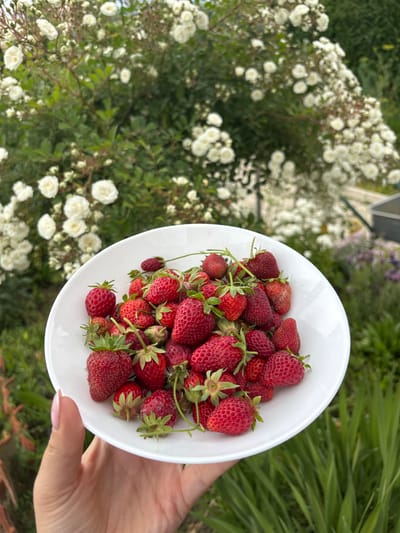 The image presents a close-up view of a white bowl filled with strawberries held by a person's hand. The strawberries vary in size and ripeness, ranging from bright red to darker shades, some with green stems attached. The background consists of a garden scene with white flowering bushes and greenery. The setting is Mursalevo, Bulgaria. The focus is on the bowl of strawberries held in hand in a garden setting.