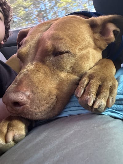 A close-up, eye-level shot captures a brown dog sleeping soundly in a vehicle. The dog's head rests on a blue cloth, with its paws tucked in. Its eyes are closed, and its nose appears moist. To the left, a person's curly dark hair and partial face are visible, suggesting they are sitting next to the dog. The background shows a blurry view of trees and sky through the car window. The scene appears to be located in Fedorivka, Ukraine, based on the provided context.