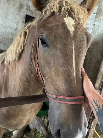 In Olszewo, Poland, a close-up shot captures a brown horse in a stable. The horse is wearing a red and gray halter. A person's hand, displaying a tattoo on their arm, is gently touching the horse's face. The background reveals the interior of a stable, with concrete walls and hay on the ground.
