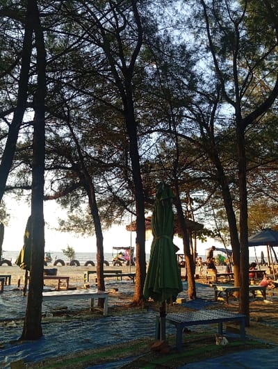The image depicts a coastal area in Tritunggal, Indonesia, illuminated by low-angle sunlight, indicating either sunrise or sunset. Numerous tall, slender trees with dark trunks and sparse, needle-like foliage dominate the scene, casting long shadows across the ground. The immediate ground beneath the trees is covered by blue tarpaulins and patterned mats, interspersed with sandy patches.
In the central foreground, a large, green folded umbrella stands upright. To its right, a small, light-colored cat with darker markings rests beneath a blue plastic table. Multiple low wooden tables and benches, some painted white and others showing natural wood, are scattered throughout the midground. Towards the background, near the calm sea, a linear arrangement of black tires is positioned along the sandy edge.
Several simple, open-sided structures or huts with dark roofs are present in the midground and background. Multiple individuals are visible in the midground and right background, some seated at tables and others standing near the structures. Distant, brightly colored objects, likely small boats or recreational vehicles, are situated on the sand near the waterline. A partially open blue umbrella is also visible in the right midground. The sky is bright near the horizon, transitioning to a lighter blue overhead.