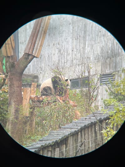 A giant panda is observed through a circular optical device within an outdoor enclosure in Xindu District, China. The panda, displaying its characteristic black and white fur, is seated on a multi-tiered wooden platform constructed from logs. Its head is partially obscured by intervening green and reddish-brown foliage, and it appears to be focused downwards. To the left of the platform, a large tree trunk is visible with bamboo-like structures attached. The background consists of a light-grey, vertically textured building wall featuring a rectangular window and horizontal ventilation slats. In the foreground, a wooden barrier or fence, composed of vertical planks topped with rounded horizontal wooden elements and strung with multiple thin wires, spans the lower section of the frame. No human subjects are present.