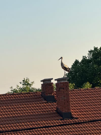 A stork stands on top of a brick chimney on a red-tiled roof in Meshtitsa, Bulgaria. The stork is facing to the left, with its long beak pointed downwards. It is a white and black bird, with long legs. The chimney is made of red bricks and has a grey cap. Behind the chimney, there is a large green tree. The sky is a light blue. The roof tiles are a reddish-brown color, and they are arranged in rows. A black cable runs across the roof in the foreground.